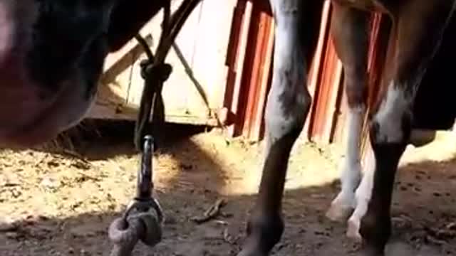 Guy passes out in front of horse