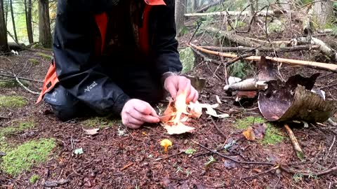 [Surviving the NWO][Bushcraft] FIRE in RAIN | BUSHCRAFT BOAT & Broken Lighter Fire