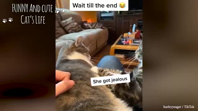 Funny Angry Cats 🤣Say Meow Again!!!!😾😾 Funniest Cat Reaction