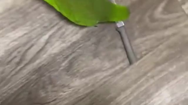 😂🤣😂🤣Well i wasn't expecting that bird🤣🤣😂