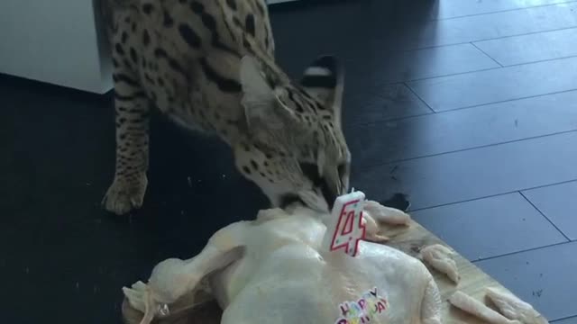 Cat Enjoys Chicken Birthday Cake