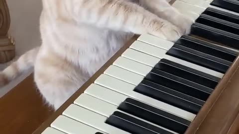 Cat plays piano