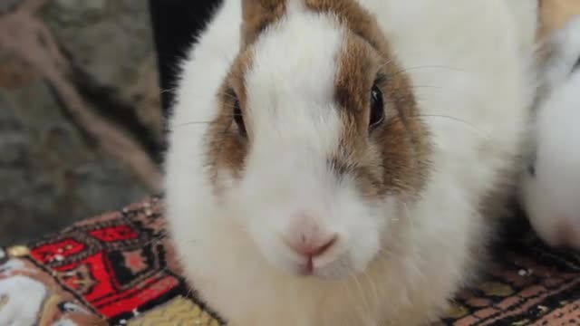 cute rabbit - close up