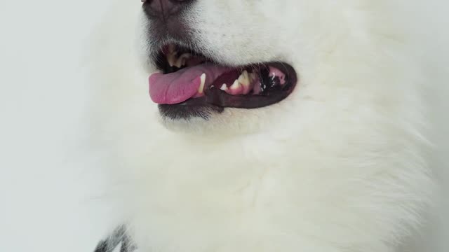 Try not to love those loving dogs