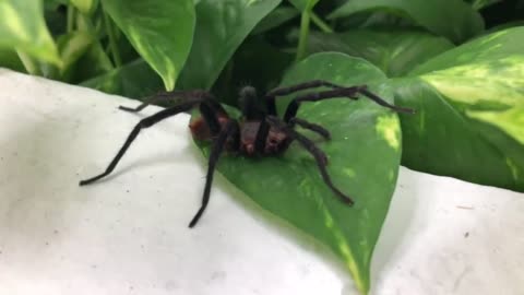 Gigantic tarantula in bathroom falls on woman’s head