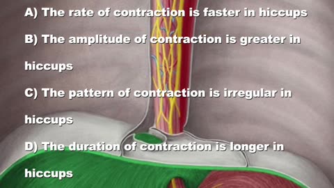 The Diaphragm: Questions & Answers