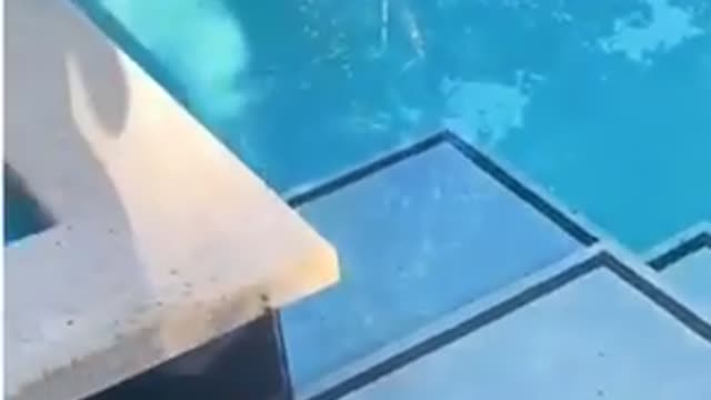 Lizard casually walks on water at resort