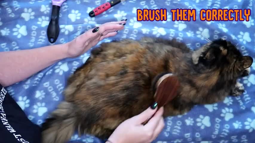 Grooming for your feline friends