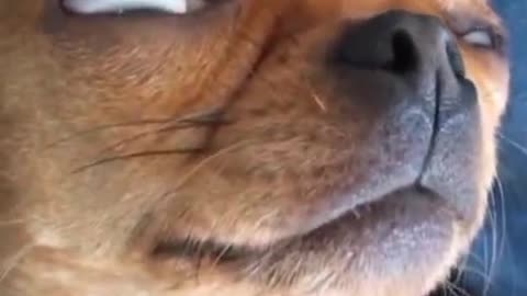 This snore is a little big