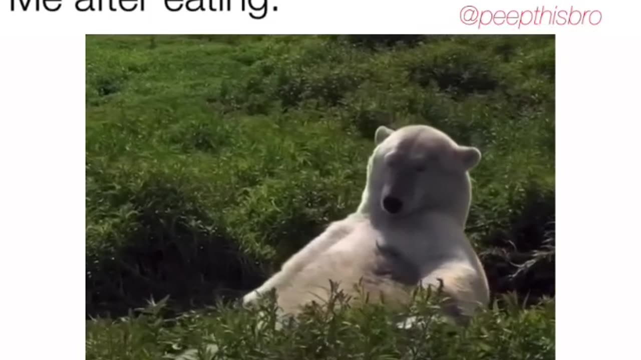 Relatable Bear