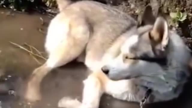 Top Funny Dogs Videos of The Day#TRY NOT TO LAUGH