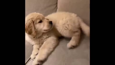 Funny and Cute Puppies