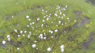 Wild Alaskan Plants