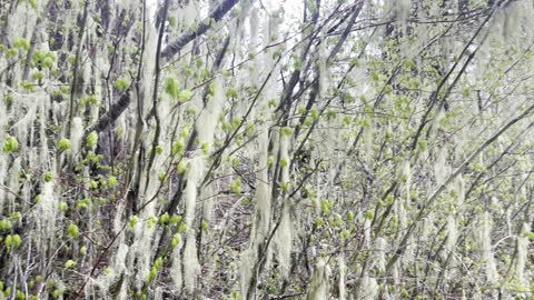 Mossy Ethereal Section of Volcanic Old Growth Forest – Clear Lake Loop – 4K