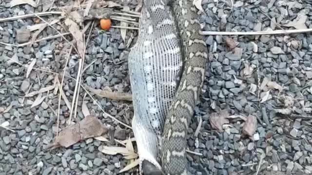 Carpet Python Makes Meal of Bat