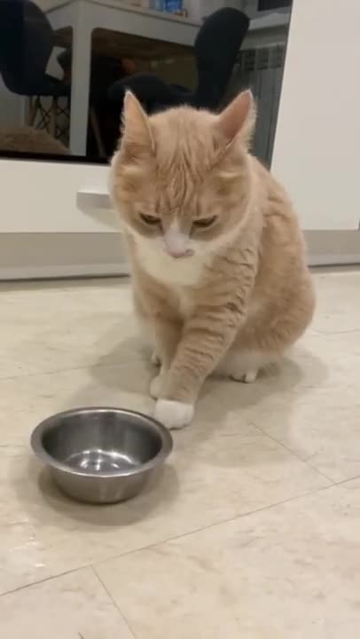 Funny cat videos 😍😍