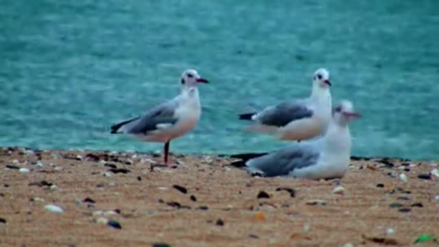 Amazing Collection of Adorable Birds FUll HD Footage.