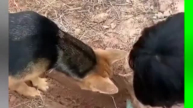 silly dog # the fun of shoveling shit