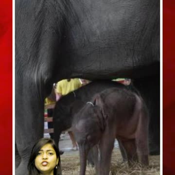 ఏనుగుకు కవల పిల్లలు #short #twinelephants #elephant #thailand | FBTV NEWS