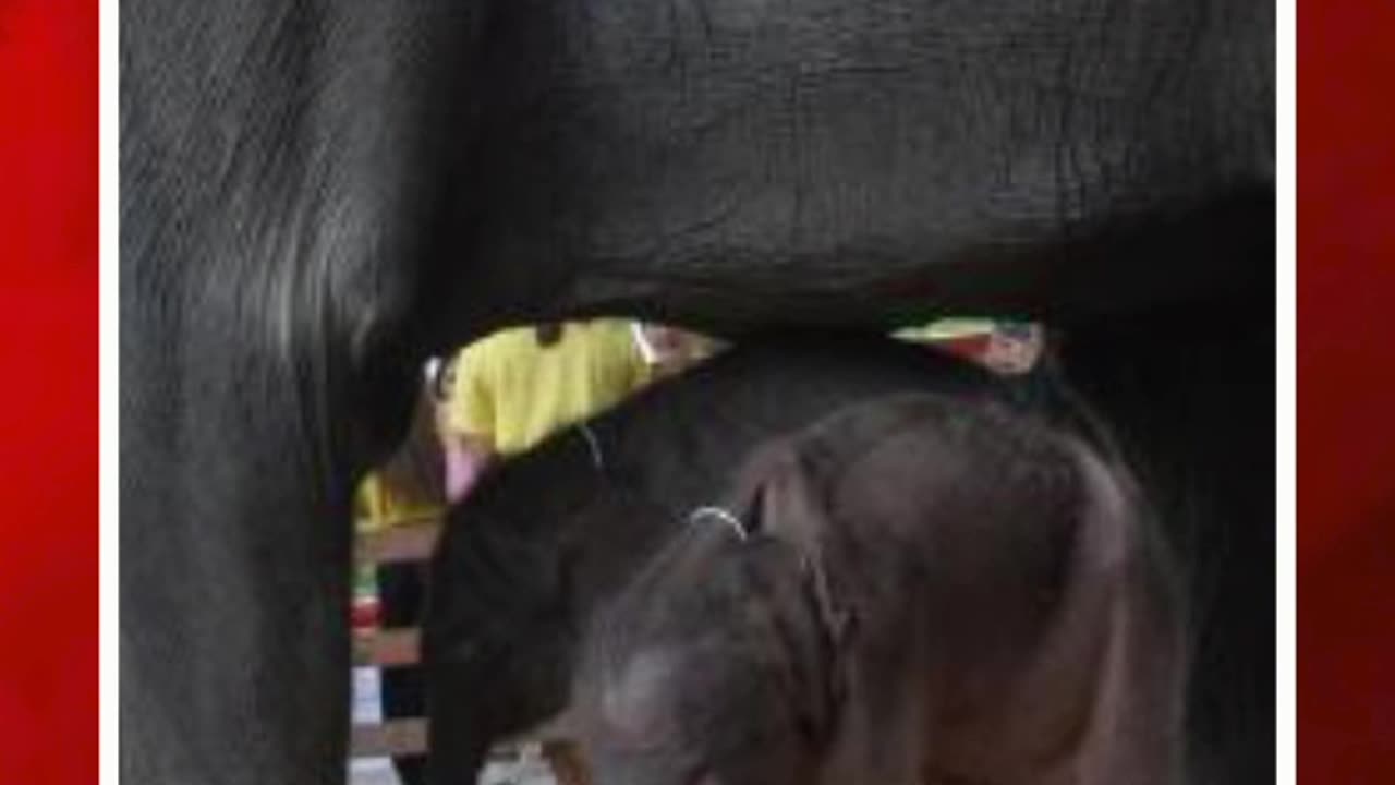 ఏనుగుకు కవల పిల్లలు #short #twinelephants #elephant #thailand | FBTV NEWS