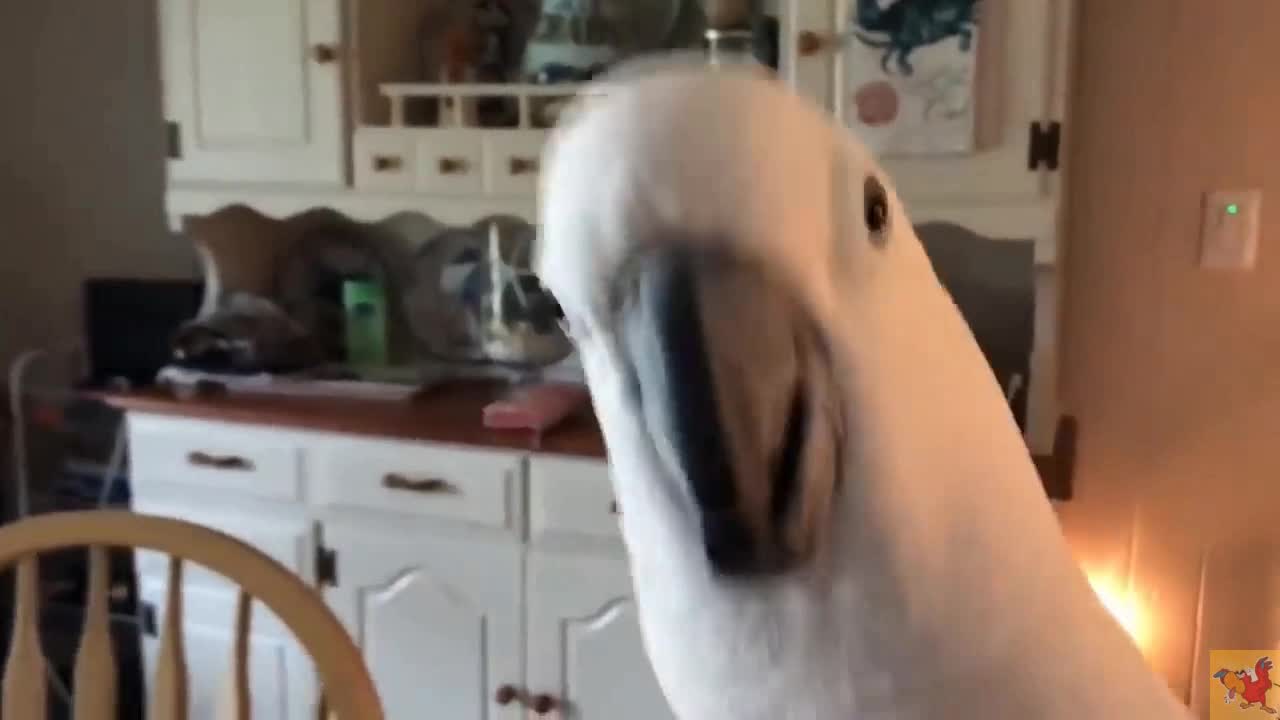 Deep look into the nature . The Parrot's fairy tail .