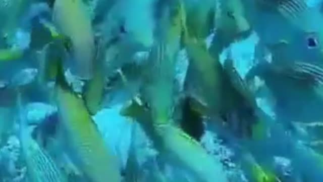 Group of beautiful blue-green fishes