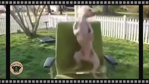 WANNA DANCE? AMAZING ANIMAL DANCE COMPILATION!