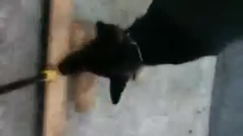 Baby Fiona with her stick