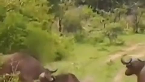 Buffalo beats up lioness