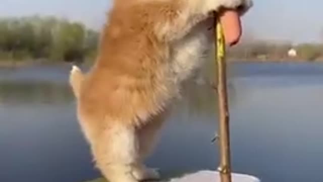 Cute and adorable dog play himself funny vidio