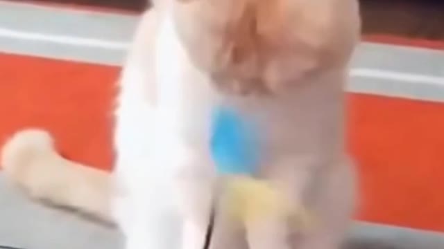 💗Cute And Funny Pets | Try Not To Laugh To These Pets Compilation 💗 Cutest Lands