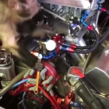 The monkey repairing the car