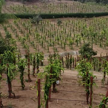 Dragon fruit farm