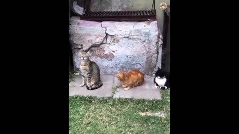 New Funny Animals 😂 Funniest Cats and Dogs Videos 😺🐶