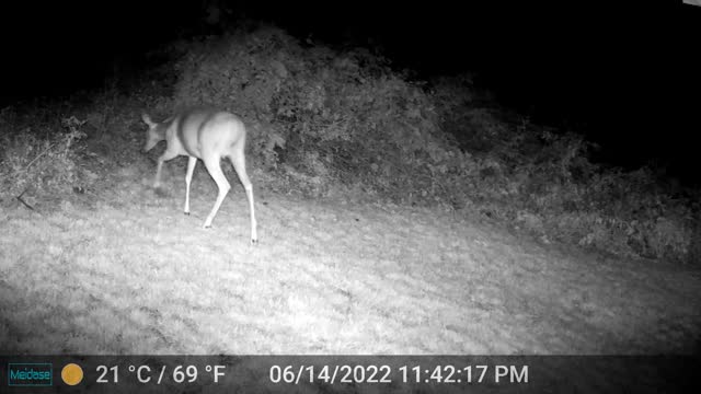 Trail_Cam_220616-1