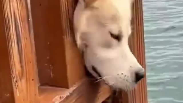 What does a pet's mind think about every day?