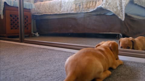 A cute dog struggles with its reflection in the mirror