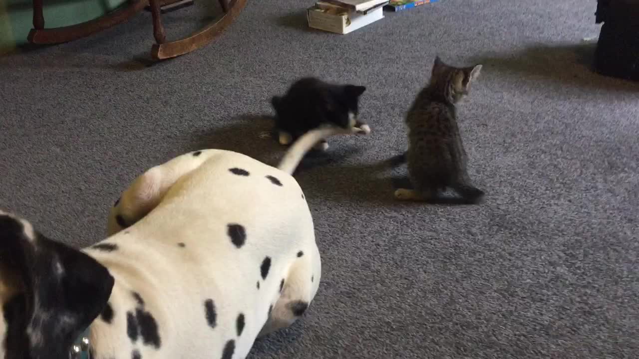 Kittens use Dalmatian's tail as new chew toy