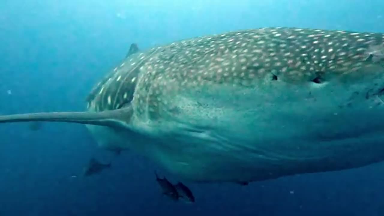 Galápagos Island are so mysterious, hostile and beautiful