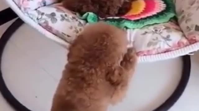 🤣 Funny dog videos try not to Laugh clean 🤣