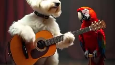 Maltese Dog singing, playing acoustic guitar with his friend parrot