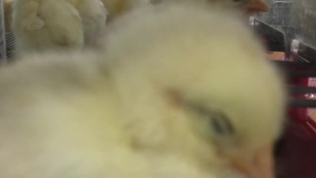 Some spring chicks...just because!