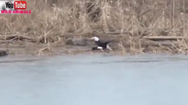 Eagle the predators