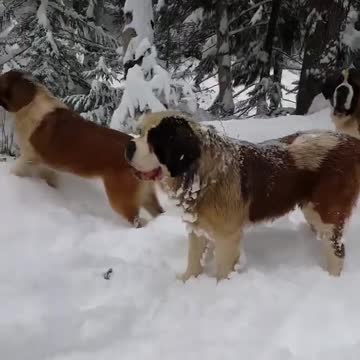 My dogs Enjoying the Snow