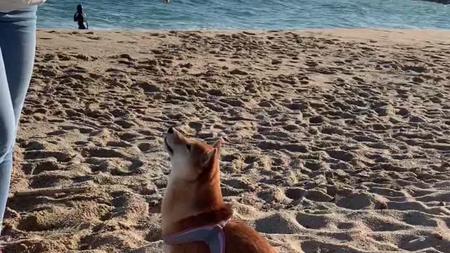 Shiba is dancing on the beach