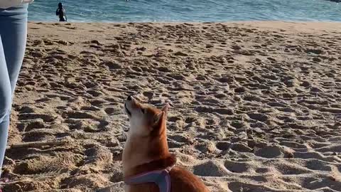 Shiba is dancing on the beach