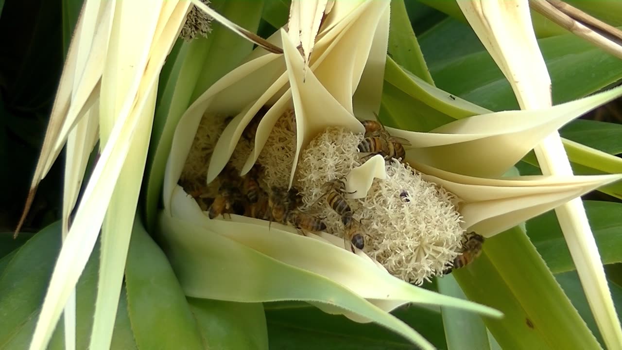 Too painful!African bees try to protect the nest when threatened by Lions, Humans, Bears, Eagles