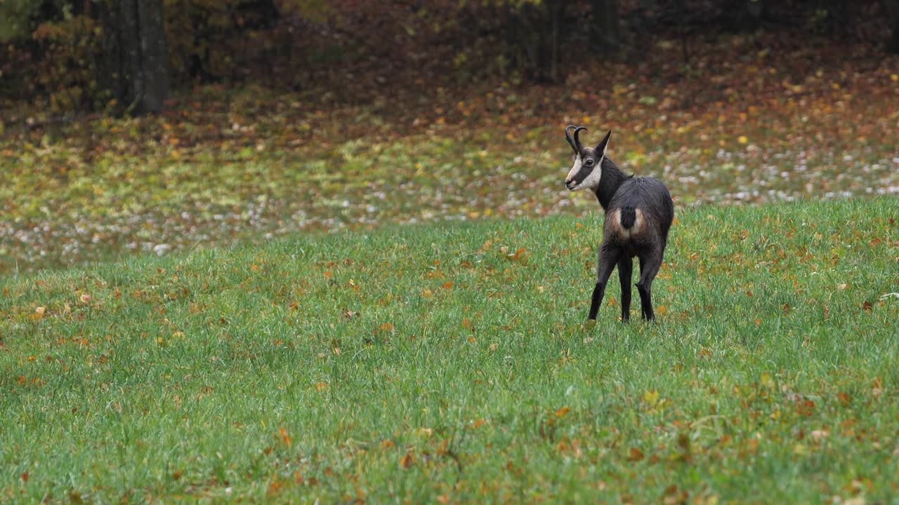 Cute Goat Eating Ghastly