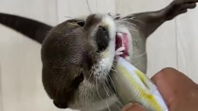 TRAINING BABY OTTERS TO HUNT FISH ! WILL THEY EAT ?!