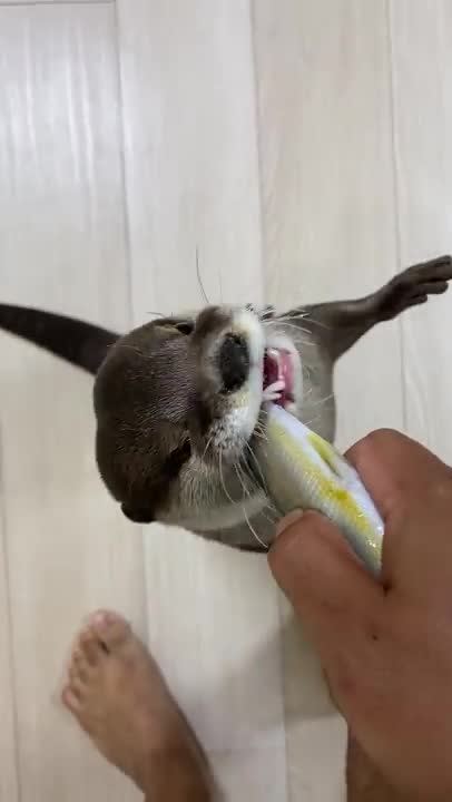 TRAINING BABY OTTERS TO HUNT FISH ! WILL THEY EAT ?!